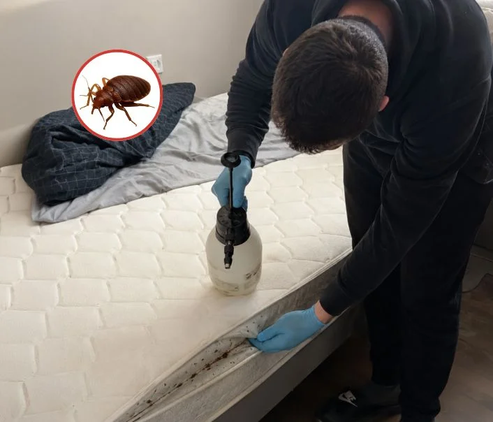 Technicien traitant un matelas contre les punaises de lit à Les Loges-en-Josas